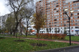 В районе Москворечье-Сабурово живут активисты проекта «Миллион деревьев»