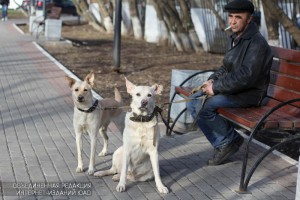 В январе жители Москворечья-Сабурова смогут бесплатно привить домашних животных