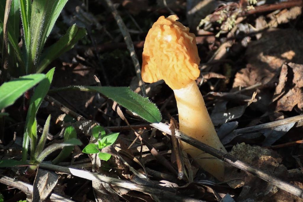 На природных территориях столицы появятся первые грибы. Фото: пресс-служба Департамента природопользования и охраны окружающей среды города Москвы