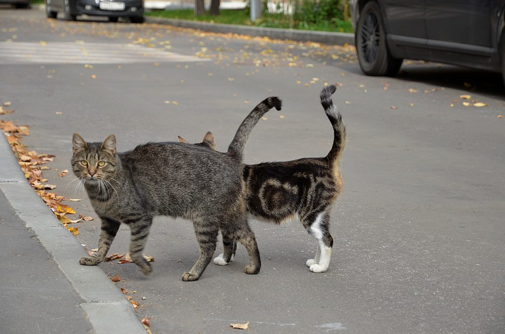 Акция помощи животным из приюта стартовала в школе №2000. Фото: Анна Быкова, «Вечерняя Москва»
