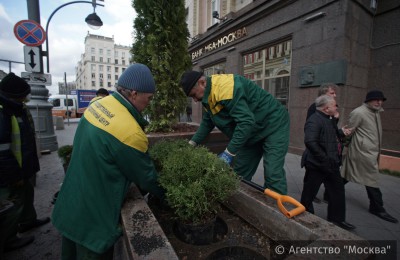 На портале «Активный гражданин» москвичи поддержали высаживание деревьев на улицах города