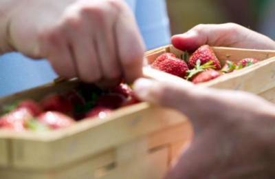 Депутаты муниципального округа Москворечье-Сабурово утвердили перечень адресов по продаже летних ягод