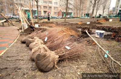 Этой весной в районе Москворечье-Сабурово посадят более 1450 деревьев