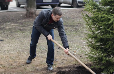 Почти 70 деревьев и 1,5 тыс. кустарников высадят в Москворечье-Сабурове