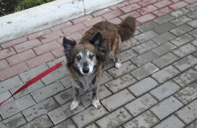 В районе Москворечье-Сабурово собрали помощь для бездомных животных
