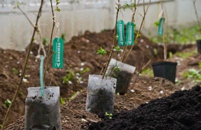 «Активные граждане» решат, в каких дворах высадят деревья в 2017 году