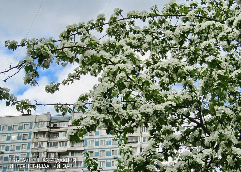 Более 10 видов деревьев посадят в Москворечье-Сабурове